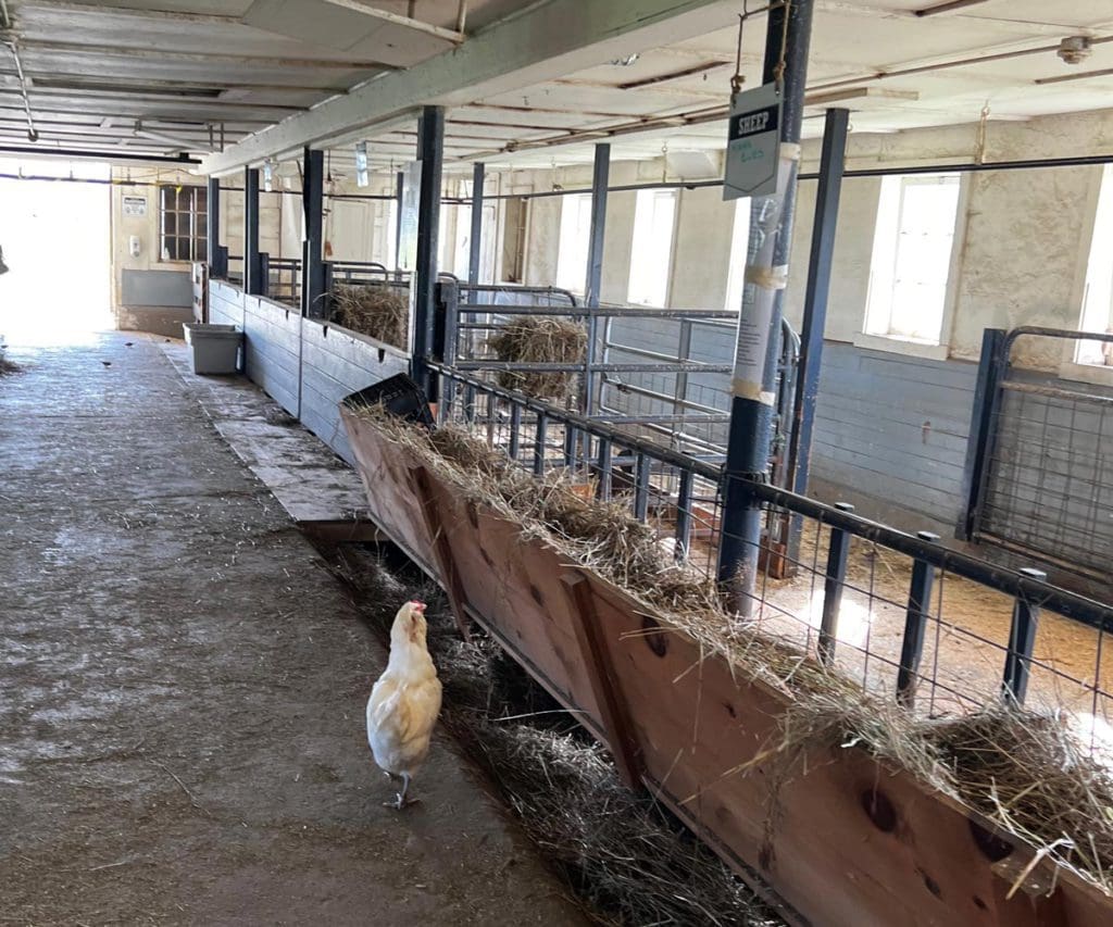 A chicken walks freely around a barn.