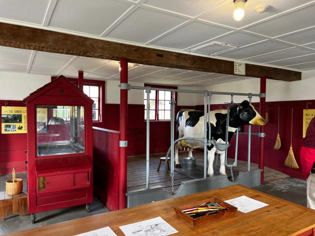 A cow milking demonstration at Hancock Shaker Village.