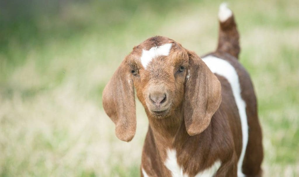 A cute goat with floppy ears at the petting zoo of the Biltmore Estate.