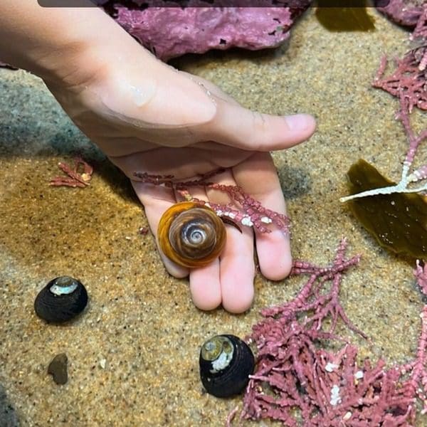 A hand reaches into a touch tank to hold up a marine critter.