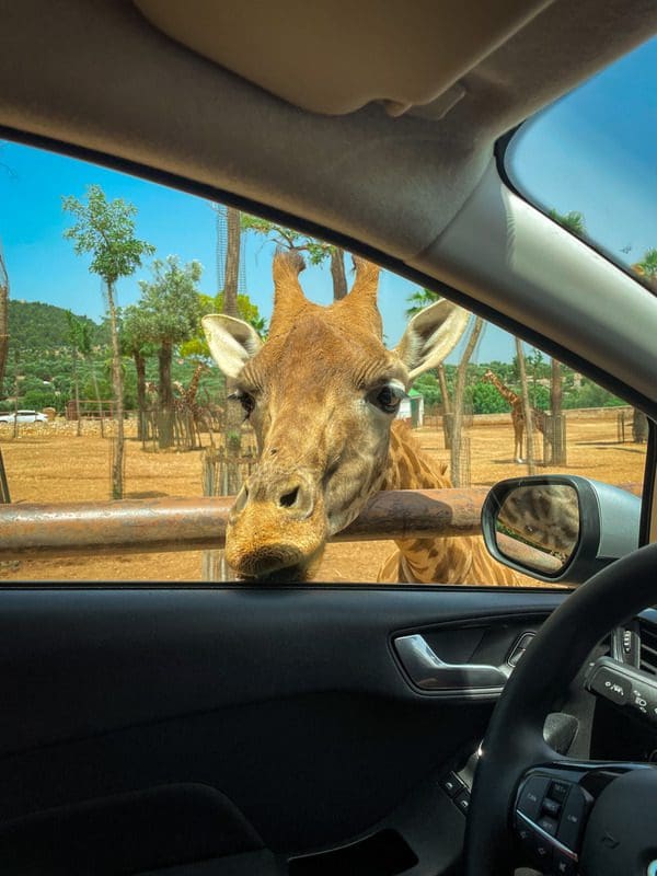 A giraffe looks through a car window at Zoo Safari, one of the best things to do in Puglia with kids.