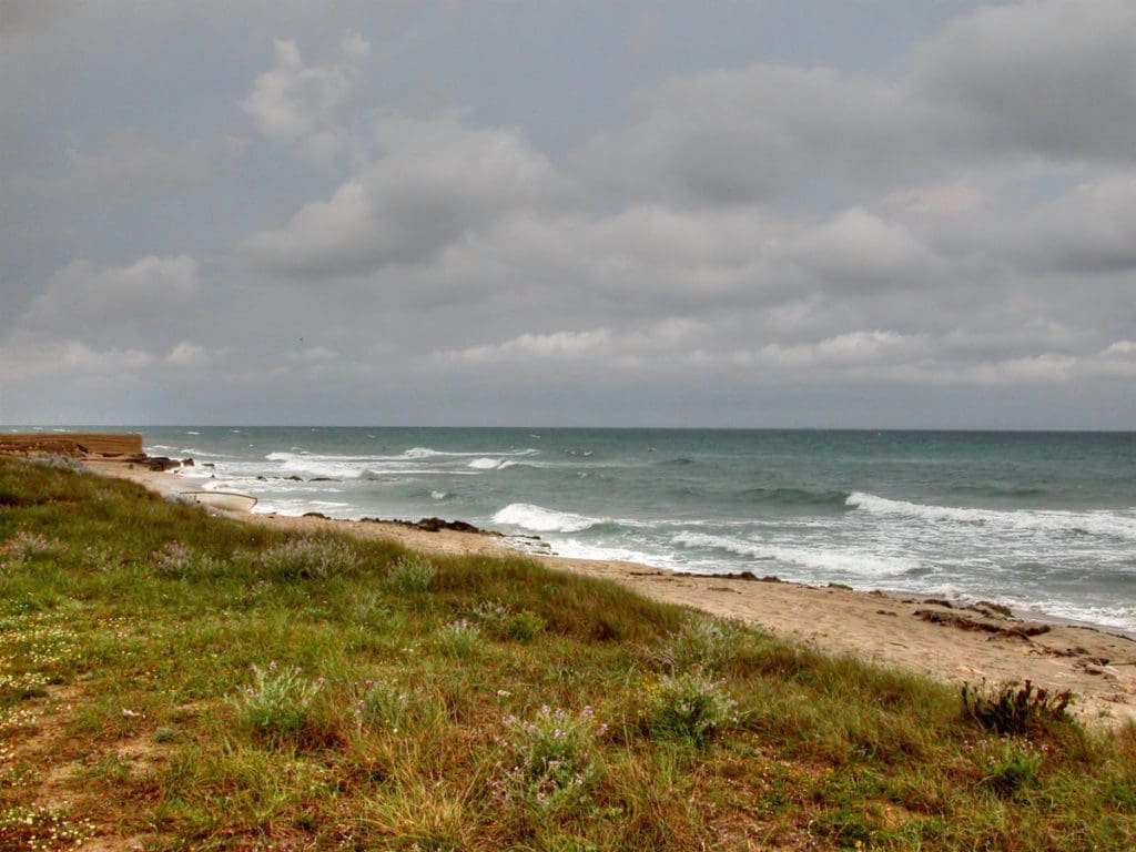 A beach area along the sea, with low flora on the opposite side of the sand, at Riserva Le Cesine in Puglia.