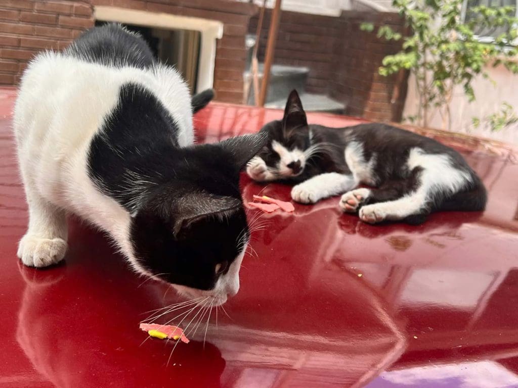 Two street cats playing in Istanbul. 