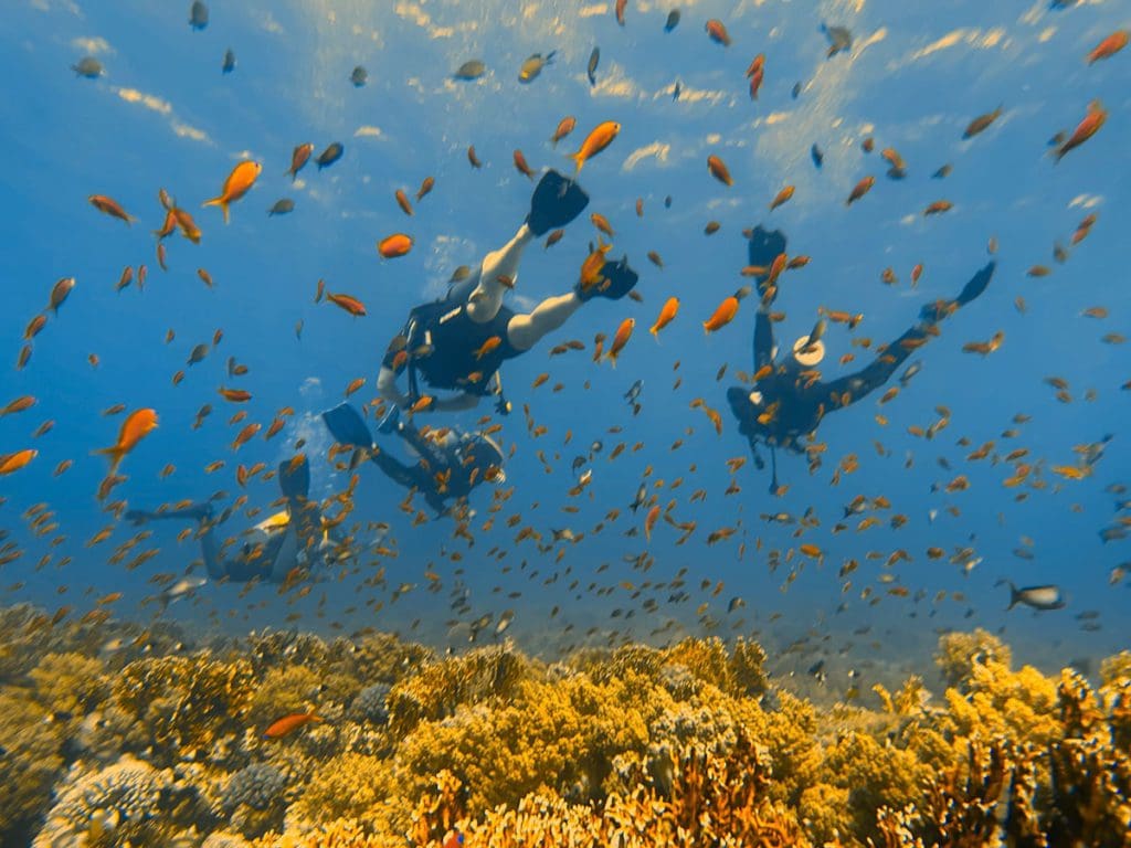 Several divers swim amongst the fish near Sharm el-Sheikh, a must on this 2-Week Egypt Itinerary for Families.