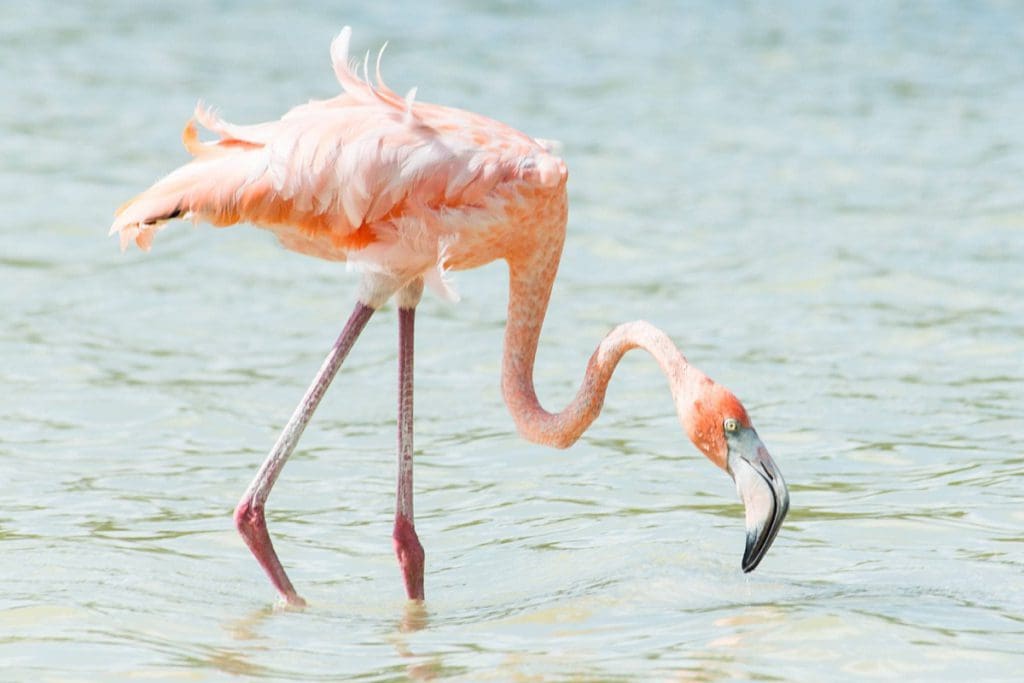 A flamingo walks in the shallow waters near Flamingo Pond Overlook.