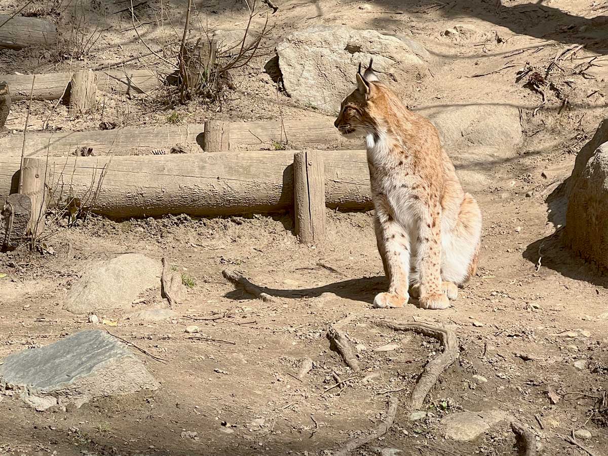 A lynx within an exhibit at Alpenzoo Innsbruck, one of the best things to do in Innsbruck with kids this winter/