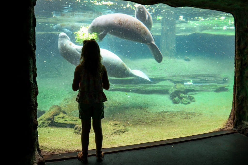 A young girl watches two manatees eat within their habitat.