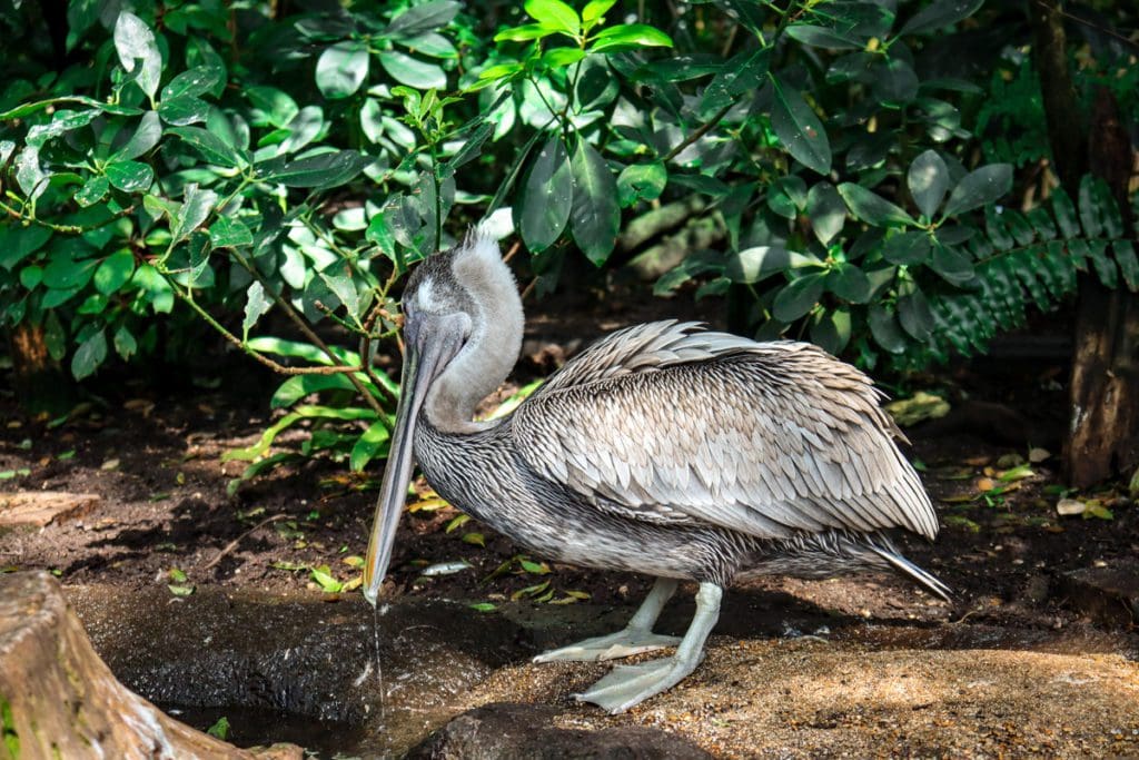 A pelican in an exhibit at The Florida Aquarium.