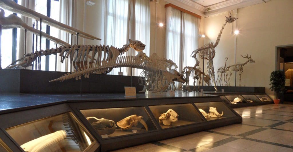 Several skeletons on display at the Museo Civico di Zoologia.