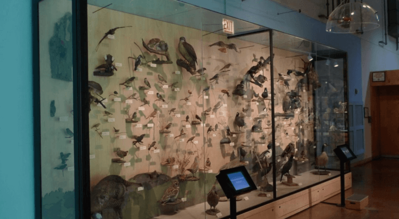 An aviary specimen collection at Peggy Notebaert Nature Museum.