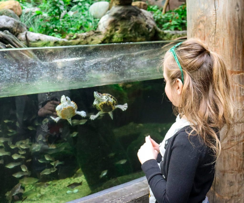 A young girl looks at two turtles swimming in an exhibit at The Florida Aquarium in Tampa Bay, one of the best hot places to visit in December for families.