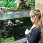 A young girl looks at two turtles swimming in an exhibit at The Florida Aquarium.