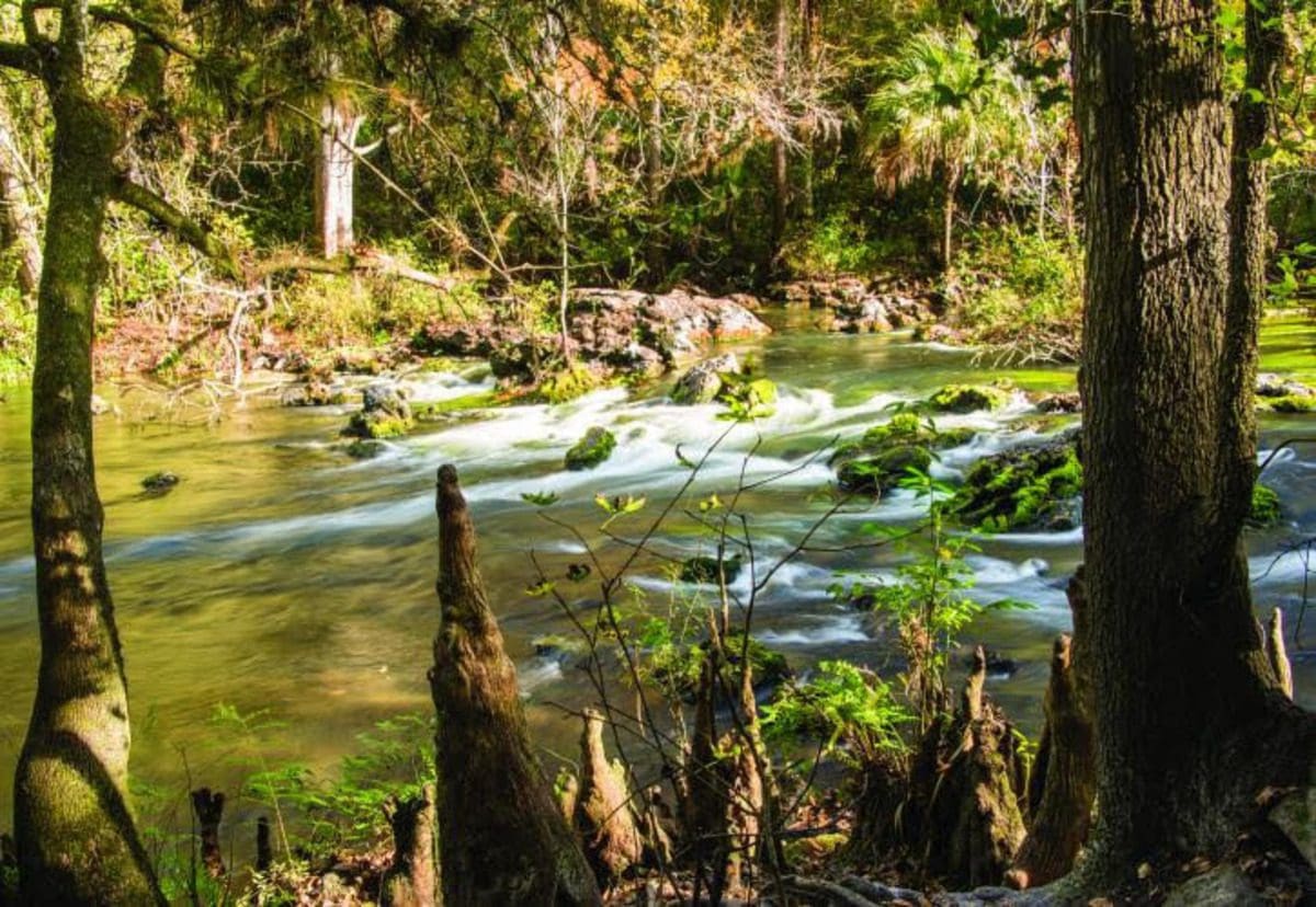 A beautiful river moving through the woods at Hillsborough River State Park.