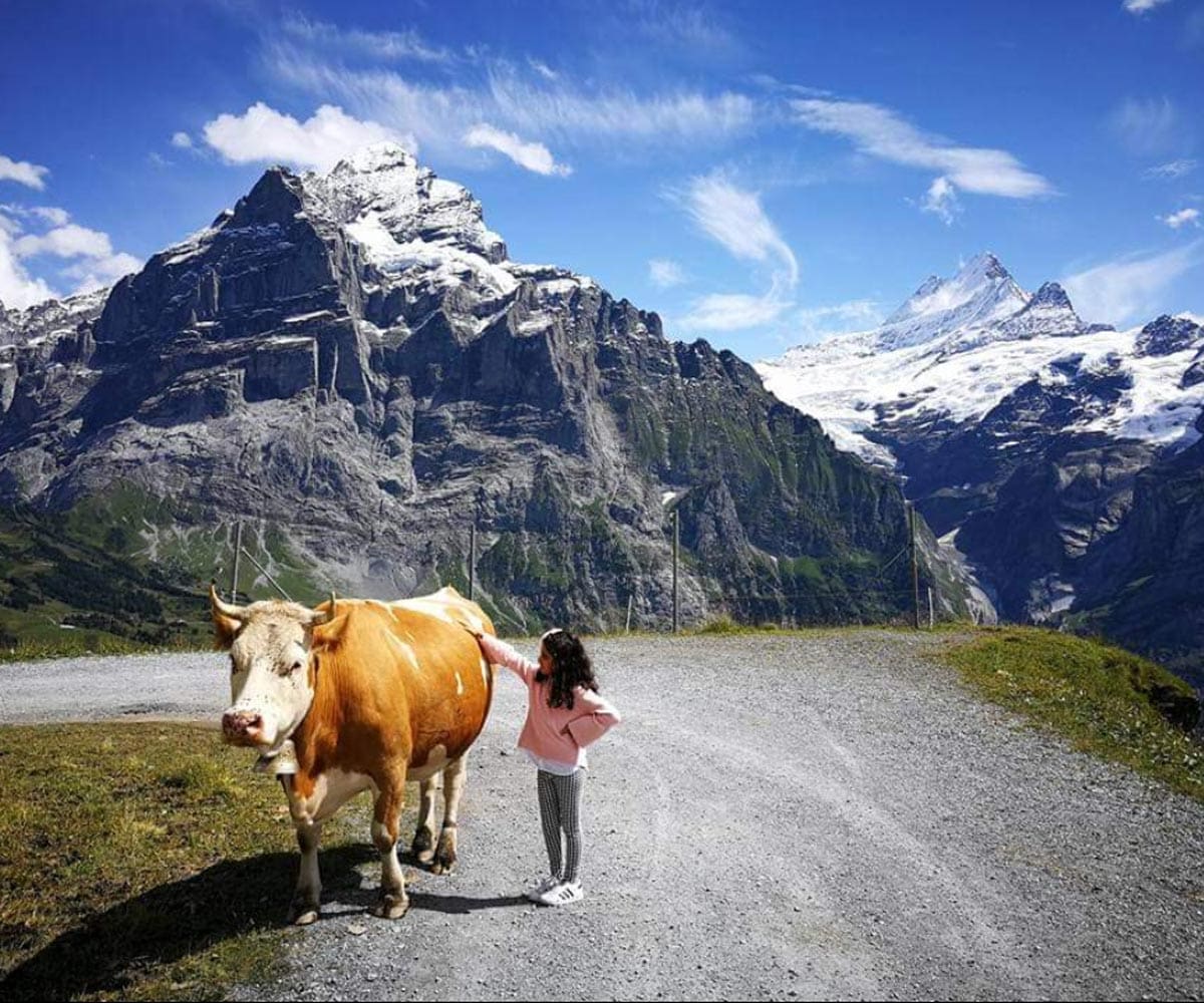 A young girl pets a Swiss cow, while hiking in Switzerland.
