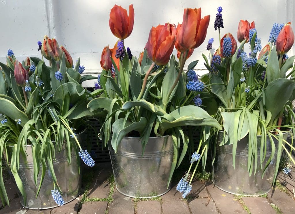 Several tulips perched in buckets.