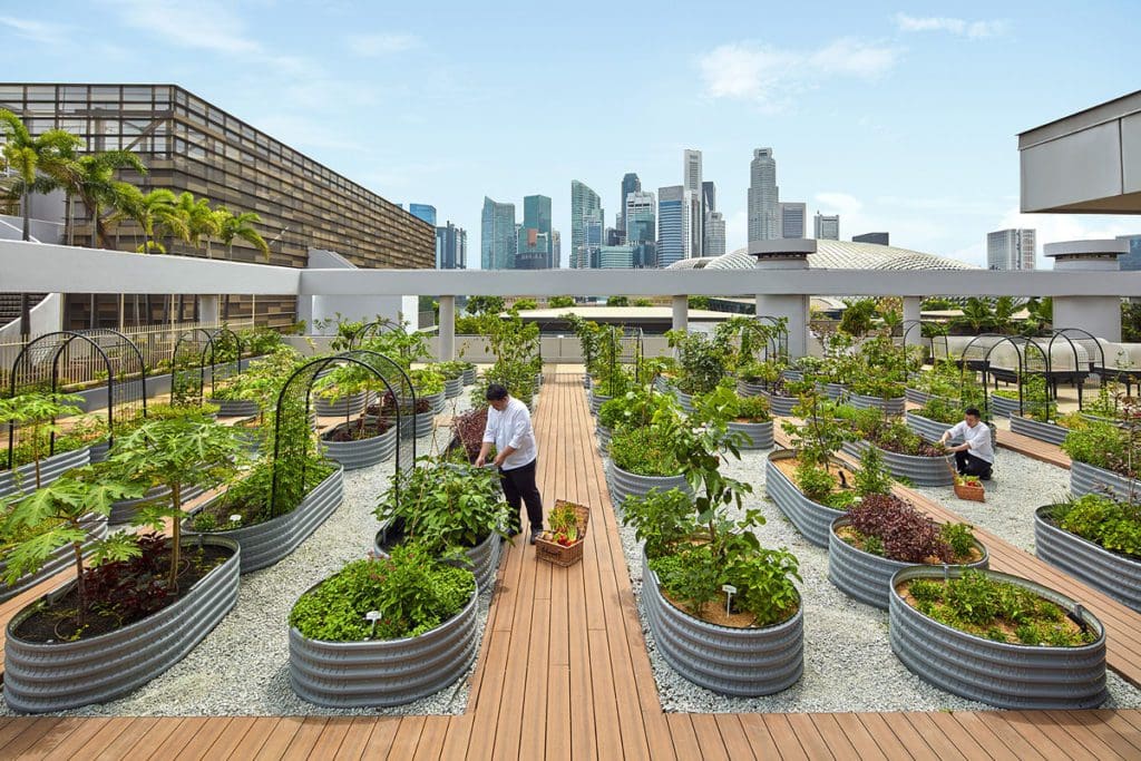 The Urban Farm with rows of fresh produce at PARKROYAL Collection Marina Bay, one of the best hotels in Singapore with kids.
