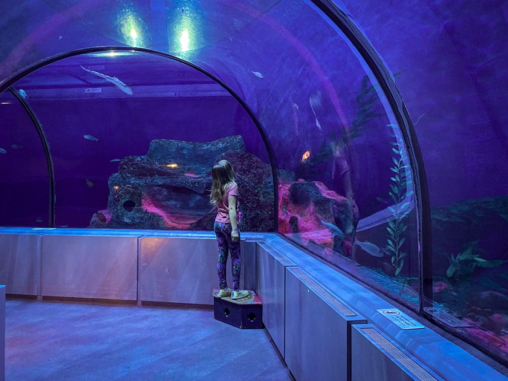 A young girl looks up while walking through an aquarium tunnel at the Quebec City Aquarium, a must do on any Quebec City itinerary with kids.