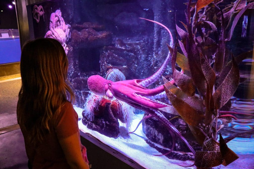 A young girl watches an octopus swim in a tank at the Quebec City Aquarium.