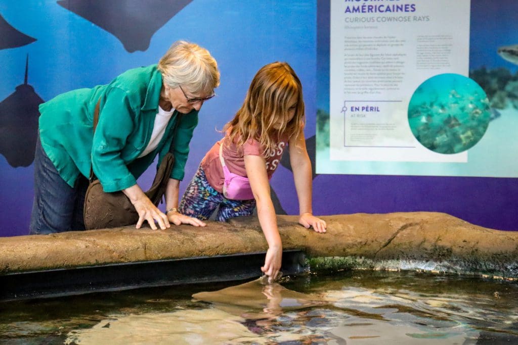 A young girl and her grandmother reach into a touch tank of sting rays at the Quebec City Aquarium, a must do on any Quebec City itinerary with kids.