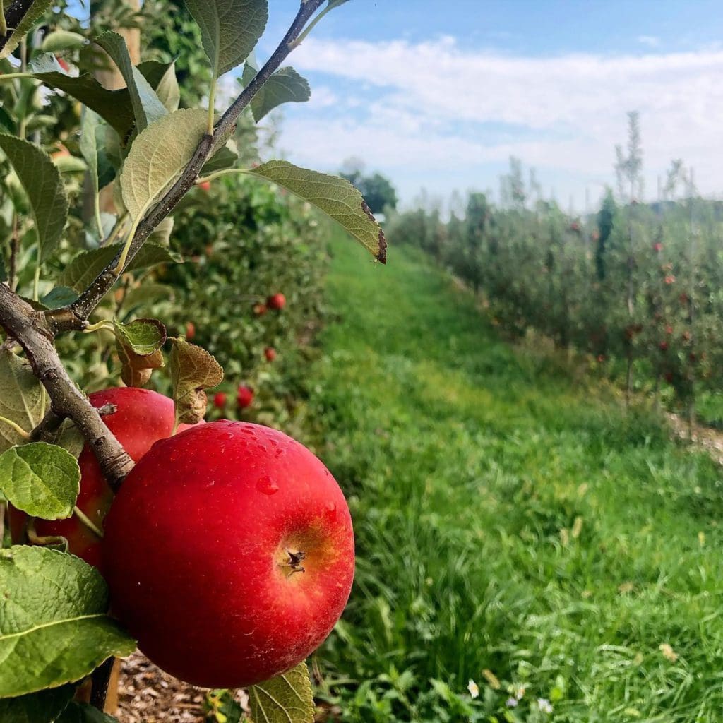 A view of an apple in an orchard at Butler’s Orchard in Maryland, ones of the best places to go apple-picking near Washington DC for families.