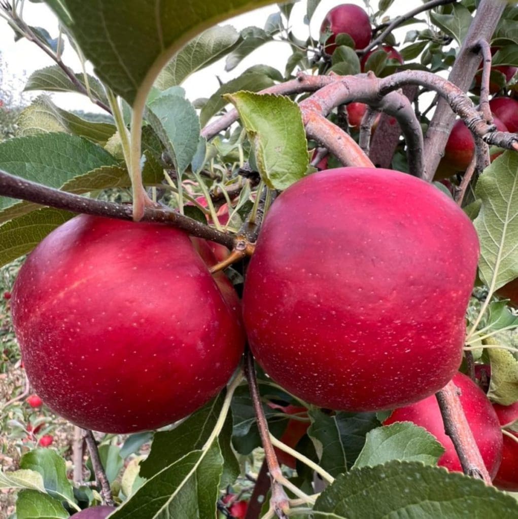 Two apples hang from a tree at Catoctin Mountain Orchard in Maryland, ones of the best places to go apple-picking near Washington DC for families.