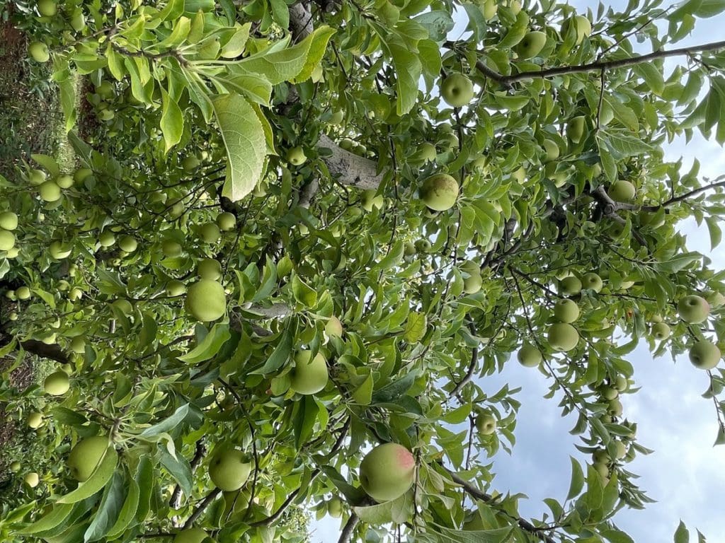 Apples hanging from a tree at Carter Mountain Orchards in Virginia.