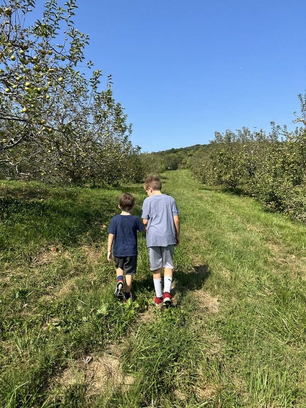 Two boys walk between rows of apple trees at Hartland Orchards.