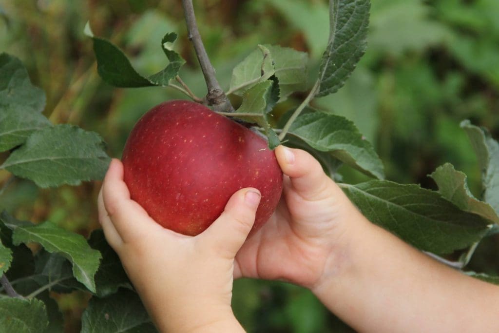 Two little hands pick an apple at Great Country Farms in Virginia, ones of the best places to go apple-picking near Washington DC for families.