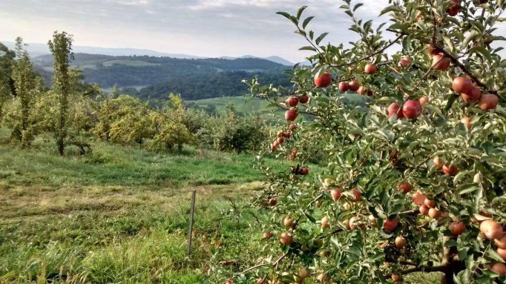 Apple trees and a scenic pasture in the distance at Hollin Farms.