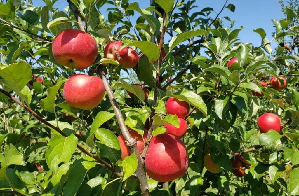 Trees laden with apples at Homestead Farm in Maryland, ones of the best places to go apple-picking near Washington DC for families.