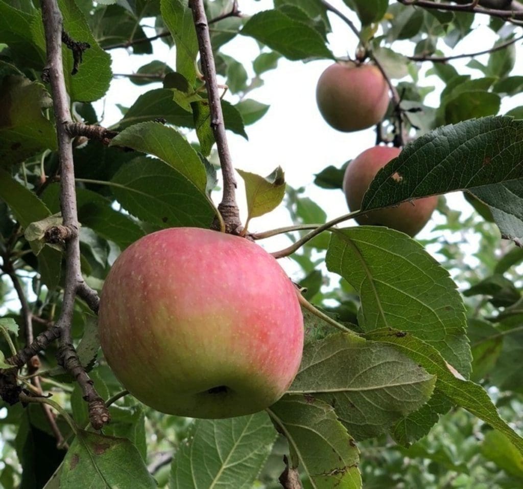 Apples on a tree at Mackintosh Fruit Farm in Virginia. 