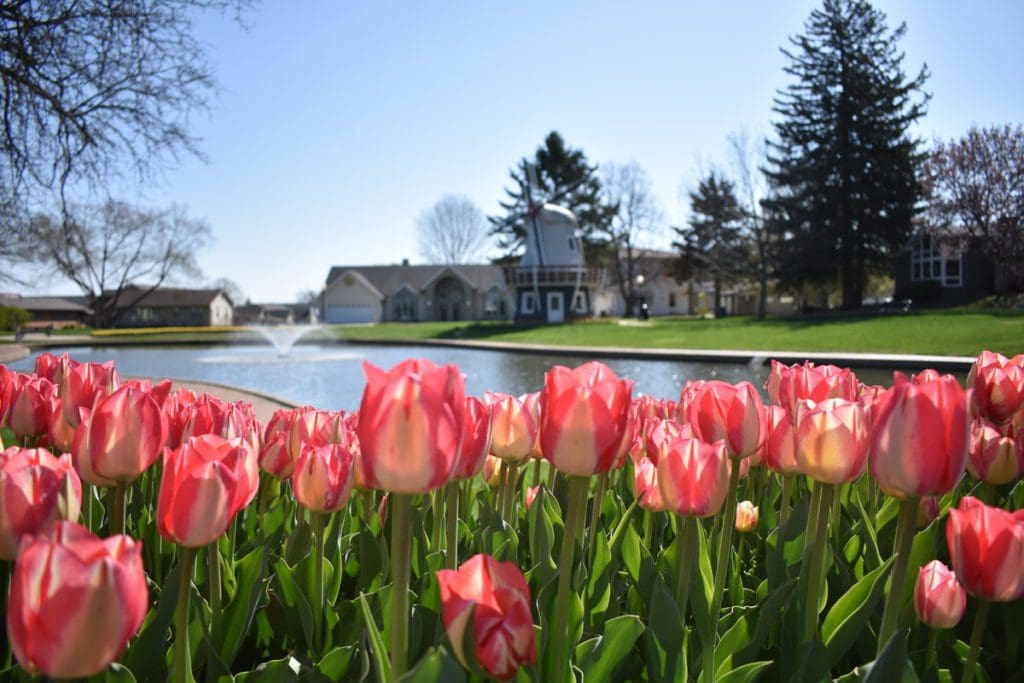 A field of pink tulips near a canal in Pella, Iowa.