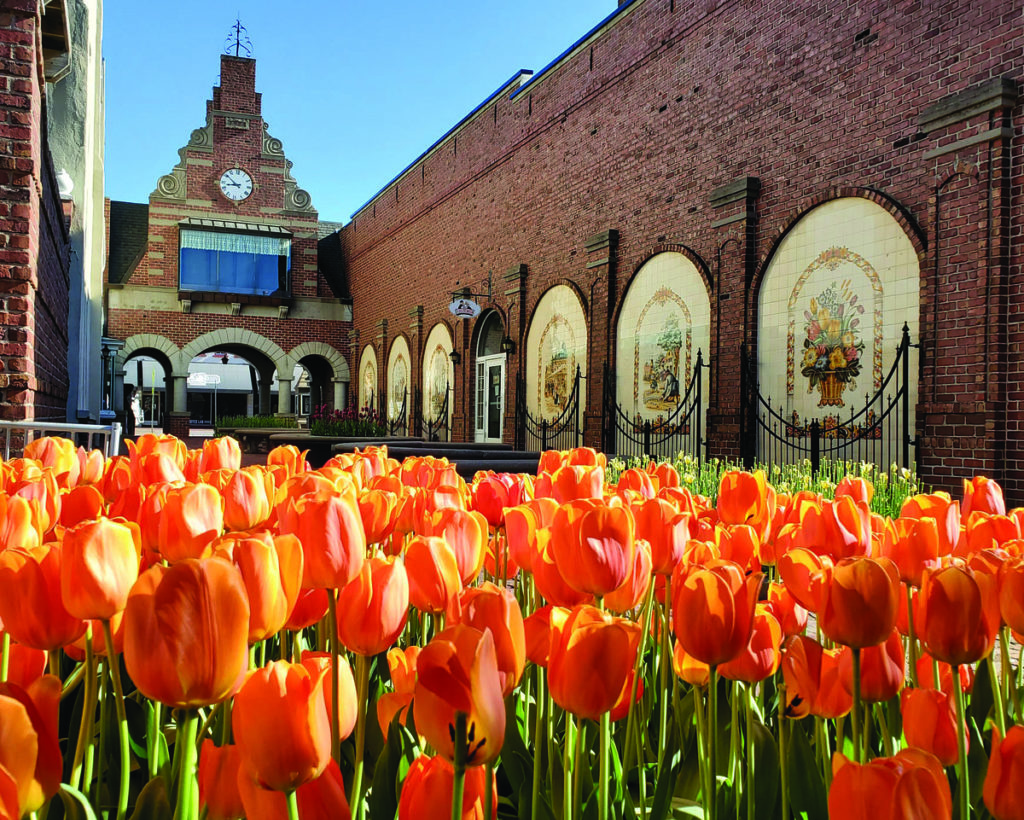 The klokkenspel in Pella, across from a field of tulips.