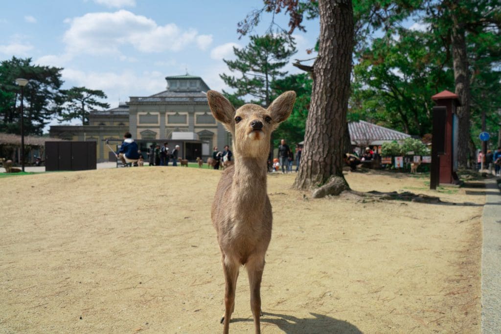 A deer at Nara Park in Nara, Japan. Nara is one of the best places to visit in Japan with kids. 