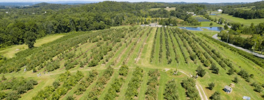 An aerial view of the orchard at Apple Ridge Orchards, one of the best places to go apple picking near NYC with kids.