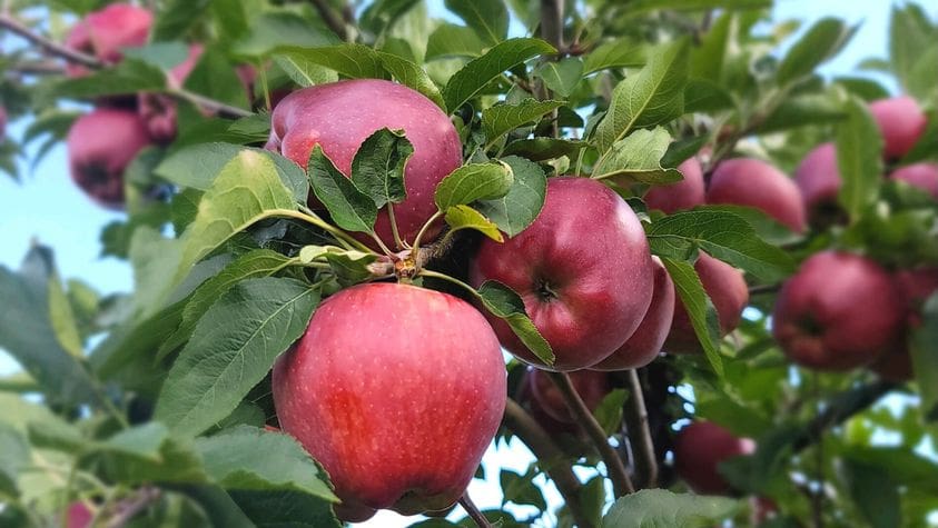 A close up of some apples on a tree at Apple Ridge Orchards.