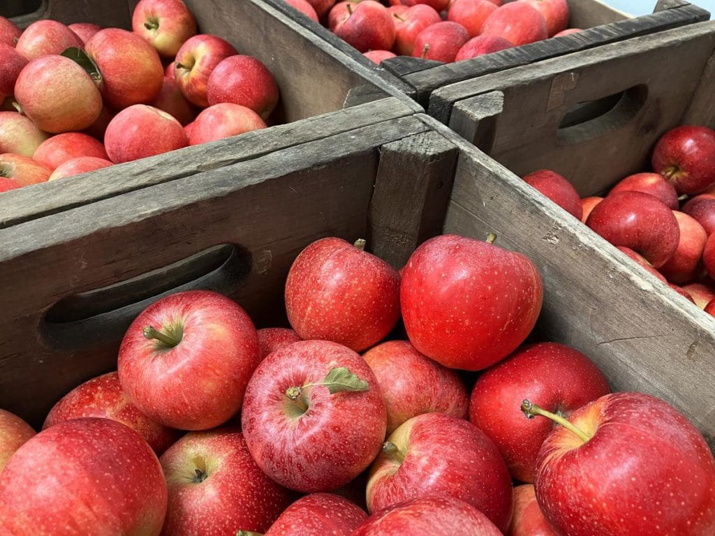 Large crates of apples at Battleview Orchards.