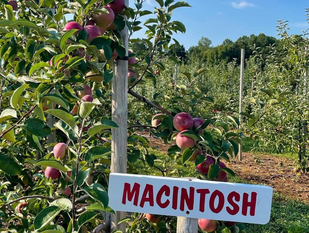 Macintosh apple rows at Beardsley’s Cider Mill & Orchard.