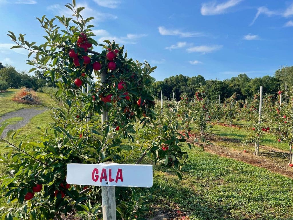 Gala apple orchard rows at Beardsley’s Cider Mill & Orchard.