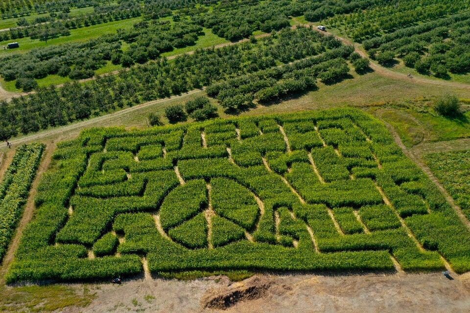 An aerial view of a maze at Fishkill Farms, one of the best places to go apple picking near NYC with kids.