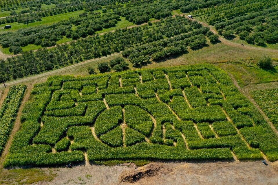 An aerial view of a maze at Fishkill Farms, one of the best places to go apple picking near NYC with kids.