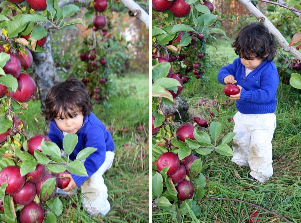 Left Image: A young boy picks apples from an apple tree. Right Image: A young boy holds a large red apple.