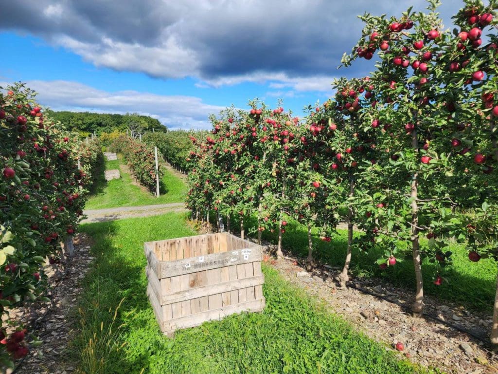 One of the orchard lanes at Hurds Family Farm, one of the best places to go apple picking near NYC with kids.