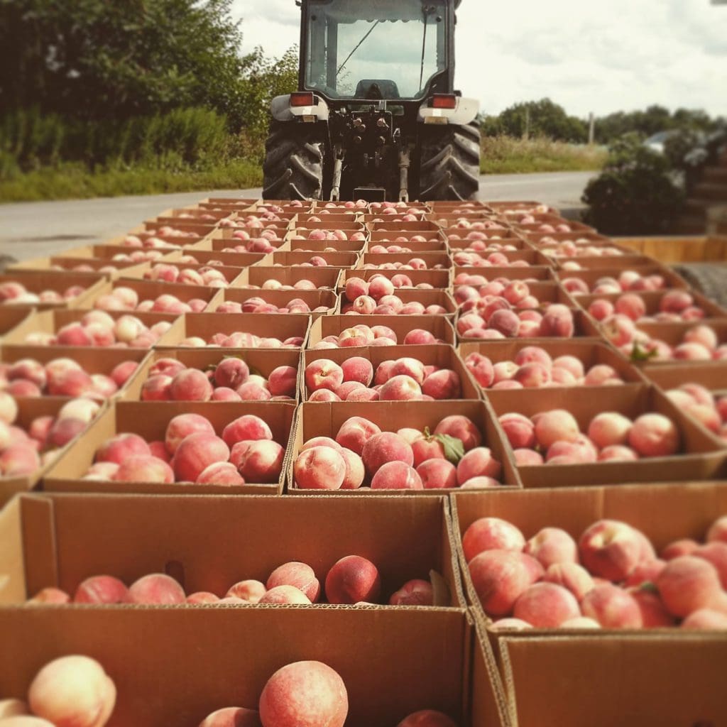 A tractor pulls boxes filled with apples at Jenkins-Lueken Orchards.