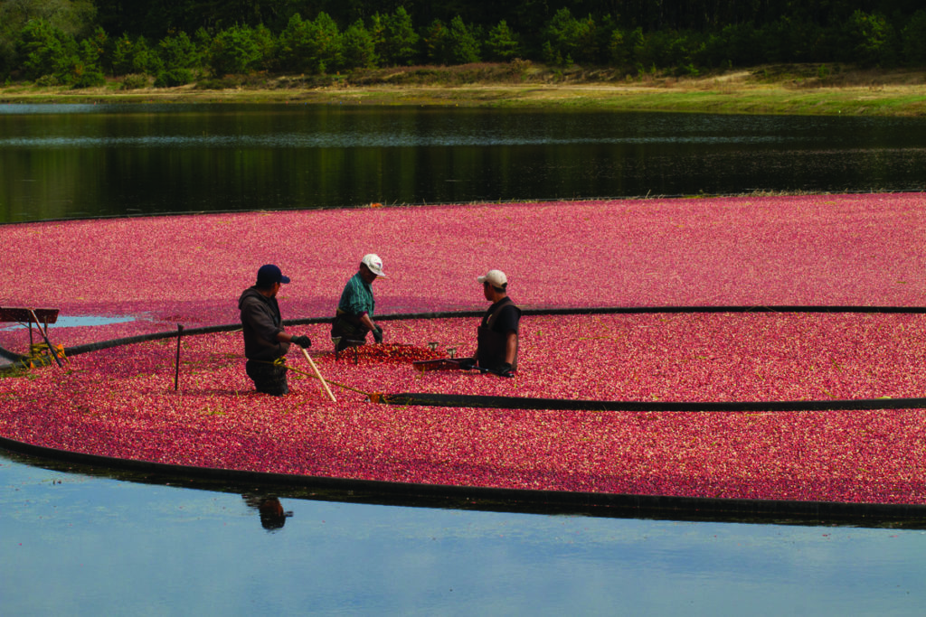 Tree men harvest cranberries at Makepeace Farms in Wareham, MA, one of the best places to visit during Thanksgiving with your family in the Northeast.