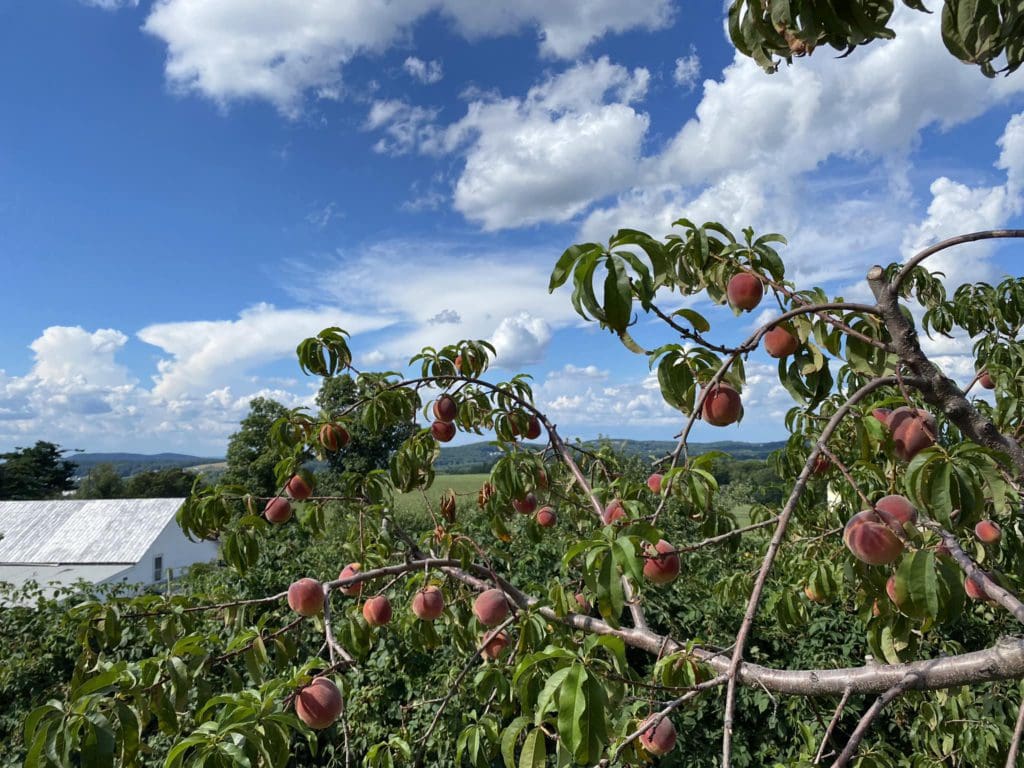 Apples in a tree at Ochs Orchard.