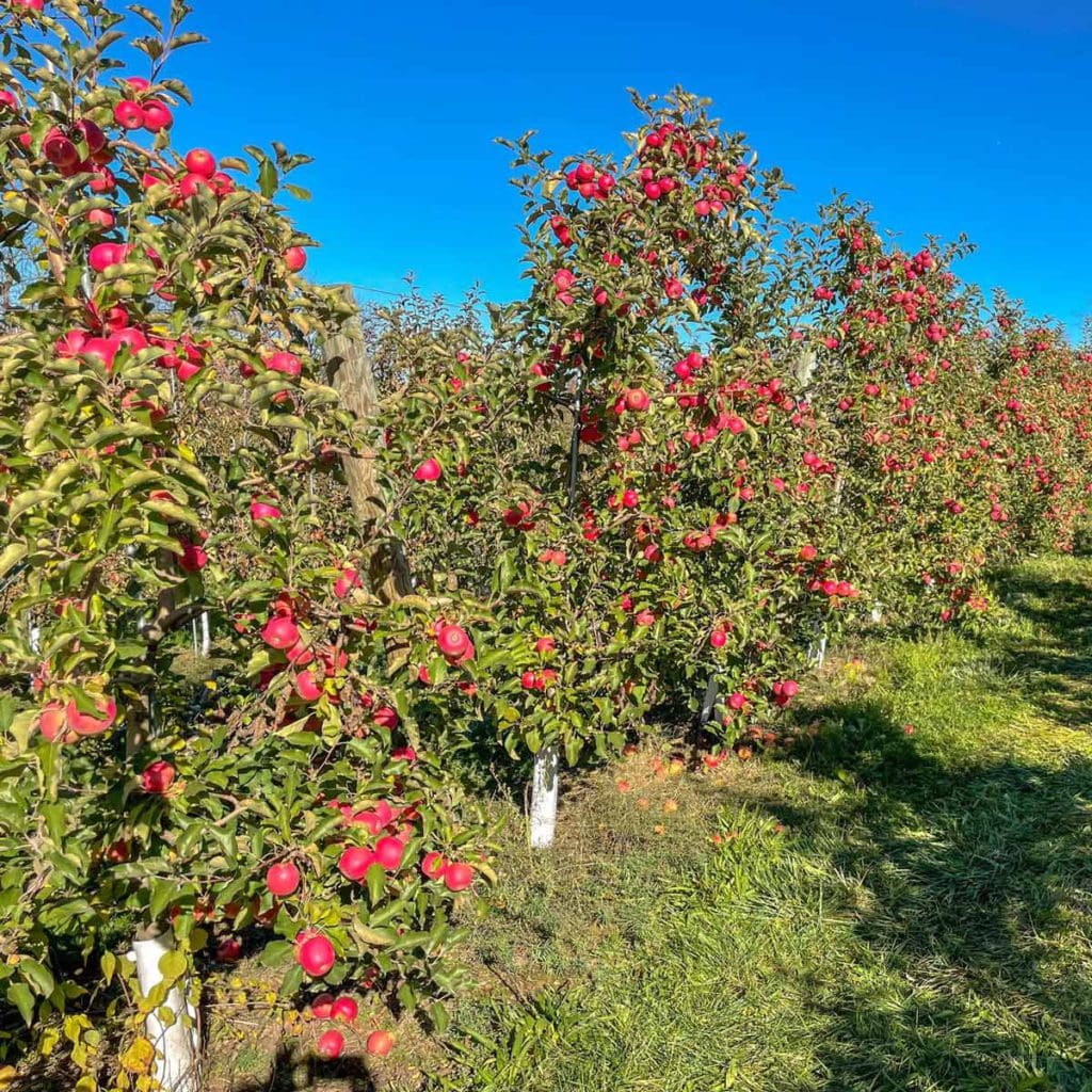 Apple trees in an orchard at Pennings Orchard & Cidery.