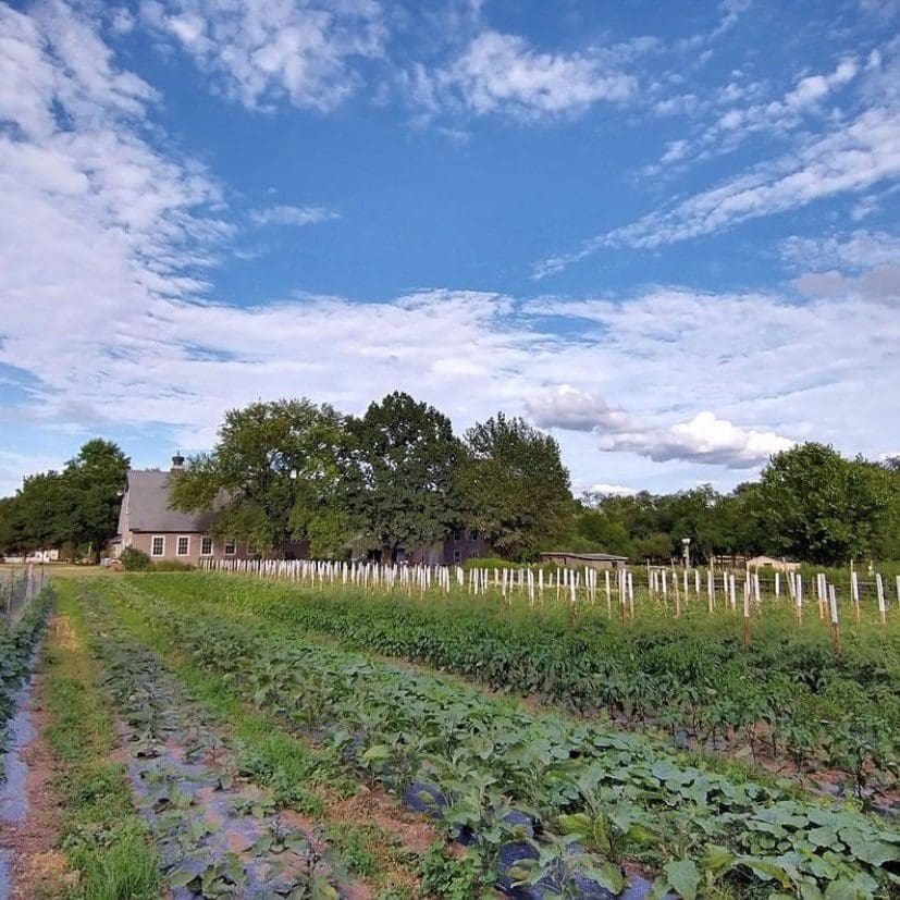 Fields of veggies at Queens County Farm.