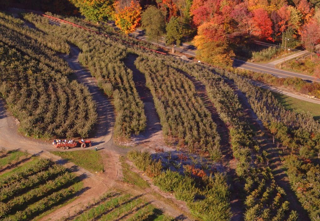 An aerial view of Silverman’s Farm in the fall, as a tractor moves through the apple orchard.