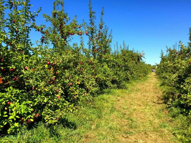 One of the orchard lanes at Wilkens Fruit & Fir Farm.